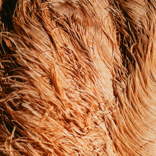 Premium Ostrich Feathers | 50-60cm - Fanatic | Burlesque